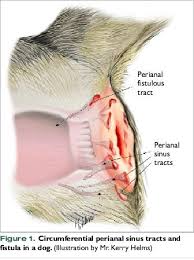 Dogs skin will tent when it is dehydrated as well. Managing Anal Furunculosis In Dogs Vetfolio