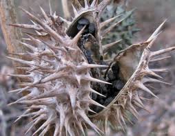 Image result for durman obecný plod