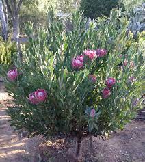 Protea Flower Life Cycle Best Flower Wallpaper