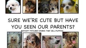 Hire the best freelance illustrators near sarasota, fl on upwork™, the world's top freelancing website. Petition Sarasota County Petland In Sarasota Fl To Stop Selling Animals Change Org