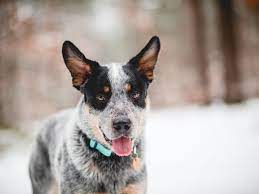 Blue Heeler Australian Cattle Dog Full Profile History And Care