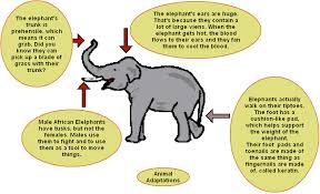 Elephant Adaptations Animal Adaptations Elephant Adaptations Adaptations