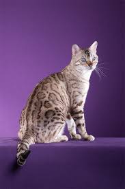 The bengal cat must be at least 4 generations away from the alc to be considered a bengal, otherwise considered a hybrid. The Bengal Breed