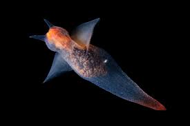 Image result for Melinis effusa