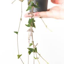 Image result for Ceropegia arenarioides