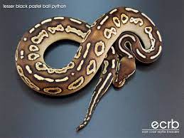 Lesser Black Pastel Ball Python Snake Lovers Cute Snake Cute Reptiles