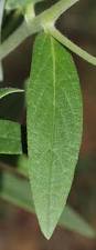 Image result for Trichodesma zeylanicum
