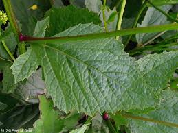 Image result for Sinapis arvensis