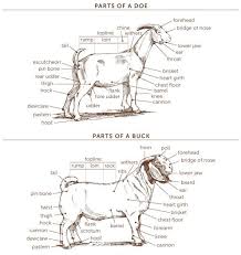 Pin On Goat Info For Unit Study
