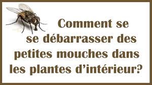 Comment Se Debarrasser Des Petites Mouches Dans Les Plantes D Interieur Astuce Naturelle Youtube