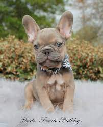 French bulldog got this boy for sale beautiful colour good around kids and other dogs he's 8 months old and super small got papers and everything ready ! Home Lindor French Bulldogs Frenchies For Sale All Colors Bulldog Puppies Fawn French Bulldog French Bulldog Puppies