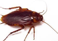 The phrase palmetto bug has been thrown around in popular culture. Is The Palmetto Bug A Roach Proactive Pest Control
