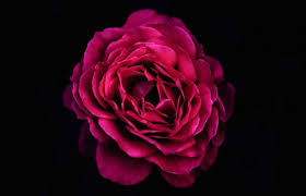 Photo flowers black background flowers black background free and without registration. Free Stock Photo Of Rose On Black Background Download Free Images And Free Illustrations