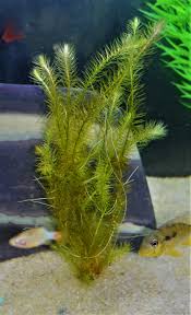 Image result for Mayaca