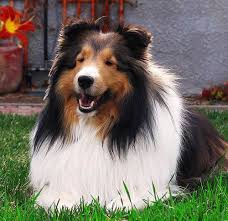 Top 10 Smartest Dogs In The World Smartest Dogs Shetland Sheepdog Sheltie Dogs