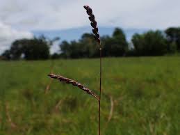 Image result for Urochloa arrecta
