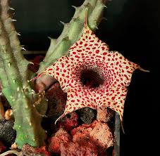 Image result for Huernia hislopii