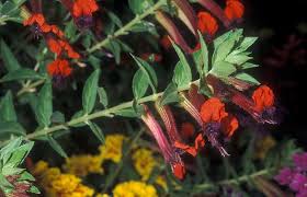 Image result for Cuphea llavea