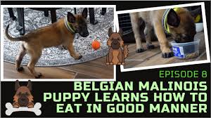 The decisions you make about your puppy's nutrition will affect his growth, development and even his behavior. Auxxx1cjmleblm