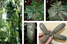 Image result for Uvariodendron