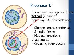 We did not find results for: Ch 11 4 Meiosis Formation Of Gametes Egg