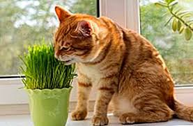 Alasan kucing makan rumputalasan kucing makan rumput adalah untuk membersihkan sesuatu yang tidak menyenangkan di pencernaannya.kucing liar biasanya lebih. Mengapa Kucing Makan Rumput 2021