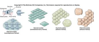 Ganoid Scales Google Search Fish Architecture Presentation Cavities