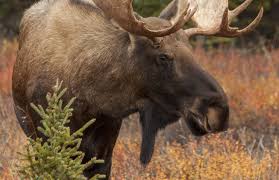 What Are Multiple Moose Called That Are Together? - Quora