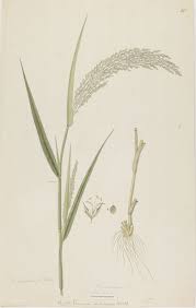 Image result for Panicum miliaceum