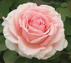 This Is Pearly Gates From Weeks Roses And I Have This In My Own Yard Silvery Pink And Fragrant It S A C Climbing Roses Hybrid Tea Roses Spring Hill Nursery