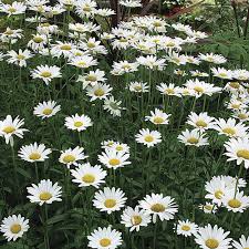 Maybe you would like to learn more about one of these? Becky Shasta Daisy Finegardening