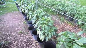 Brandywines come in many delicious and colorful varieties that include red, orange, yellow and black tomatoes. Container Favorites Pink Brandywine Tomatoes California Wonders Picolino Cuc S More Youtube