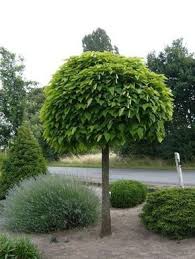 Catalpa Bignonioides Nana Kugel Trompetenbaum Beliebt Bei Vielen Hausbesitzern Als Vorgartenbaum Oder Auch Fur Den Norma Garten Bepflanzung Baume Garten