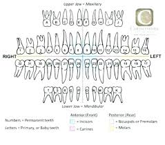 20 surprising teeth chart with letters