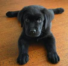 Adorable Or What Labradorretriever Sevimli Kopek Yavrulari Yavru Kopek Hayvan Yavrusu