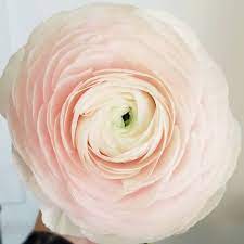 Welcome to nashville flower market, the most unique place to buy wholesale flowers in nashville, tn. Dreisbach Wholesale Florist Nashville Home Facebook