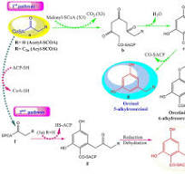 Full article: Dissecting dietary alkylresorcinols: a compile ...