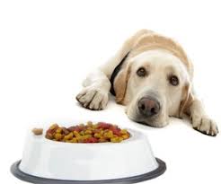 Wellness large breed complete health puppy food is designed with a focus on healthy skeletal development so your puppy's bones don't become overloaded as the rest of the. Top 3 Best Large Breed Puppy Food In 2019 Reviews Buyer S Guide