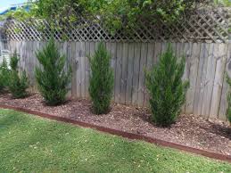 Learn more about this shrub including landscaping ideas, best planting areas and caring for landscaping ideas. Planting A Privacy Hedge On The Cheap