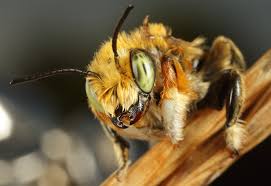 Sold and shipped by best choice products. Male Leafcutter Bee From Canada What S That Bug