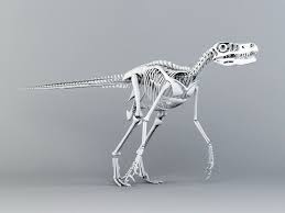 Velociraptor Skeleton 3d Model 3ds Max Autodesk Fbx Object Files Free Download Modeling 46433 On Cadnav Skeleton 3d Model Model