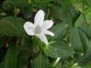Image result for Barleria pseudosomalia