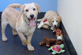 Pet adoption saves the lives of homeless dogs and cats. Dog And Puppy Playgroups New Hampshire Spca
