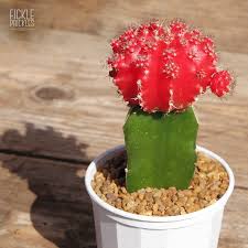 Because of this, cactus plants are. Grafted Cactus Red Moon Cactus Fickle Prickles