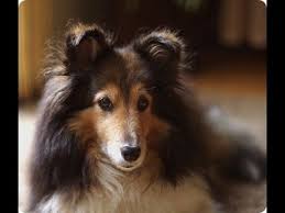 pin na doske porody sobak