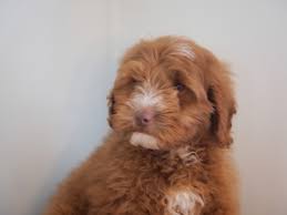 We did not find results for: Home Rossendale Australian Labradoodles