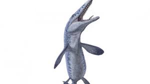 Op deze website vind je een schat aan informatie over alle verschillende soorten dinosaurussen en de tijdperken waarin zij leefden. Penambang Malah Temukan Monster Laut Purba Ketika Sedang Mencari Batu Mulia Tribun Jogja