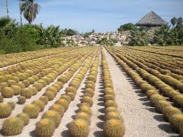 Search for cheap san jose del cabo rental car deals on tripadvisor. Beautiful Cactus Botanical Garden Review Of Wirikuta Garden San Jose Del Cabo Mexico Tripadvisor