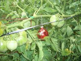 In that case, it might help to change the scarecrow's clothes and change his position to keep the birds on their toes. Birds Eating My Ripe Tomatoes Obx Connection Message Board