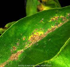 Mealybugs and cottony cushion scale are common pests on backyard citrus trees that can easily be mistaken for one another. Minden Pictures Old Infestation Of San Hose Scale Insects Lepidosaphes Beckii On A Lemon Leaf Nigel Cattlin Flpa